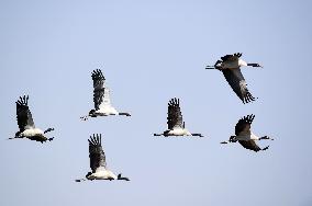 CHINA-GUIZHOU-WEINING-CAOHAI NATIONAL NATURE RESERVE-MIGRANT BIRDS (CN)