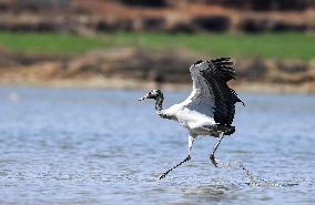 CHINA-GUIZHOU-WEINING-CAOHAI NATIONAL NATURE RESERVE-MIGRANT BIRDS (CN)