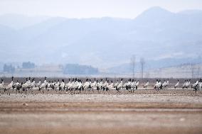 CHINA-GUIZHOU-WEINING-CAOHAI NATIONAL NATURE RESERVE-MIGRANT BIRDS (CN)