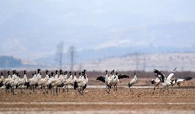 CHINA-GUIZHOU-WEINING-CAOHAI NATIONAL NATURE RESERVE-MIGRANT BIRDS (CN)