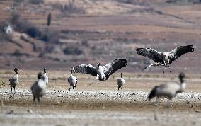 CHINA-GUIZHOU-WEINING-CAOHAI NATIONAL NATURE RESERVE-MIGRANT BIRDS (CN)