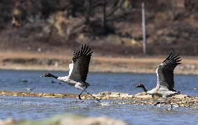 CHINA-GUIZHOU-WEINING-CAOHAI NATIONAL NATURE RESERVE-MIGRANT BIRDS (CN)