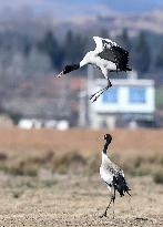 CHINA-GUIZHOU-WEINING-CAOHAI NATIONAL NATURE RESERVE-MIGRANT BIRDS (CN)