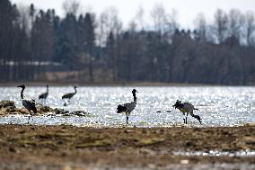 CHINA-GUIZHOU-WEINING-CAOHAI NATIONAL NATURE RESERVE-MIGRANT BIRDS (CN)