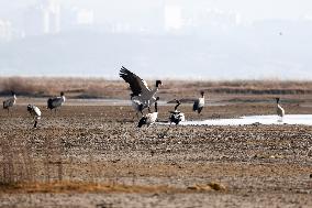 CHINA-GUIZHOU-WEINING-CAOHAI NATIONAL NATURE RESERVE-MIGRANT BIRDS (CN)