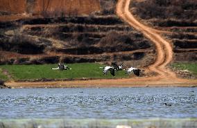 CHINA-GUIZHOU-WEINING-CAOHAI NATIONAL NATURE RESERVE-MIGRANT BIRDS (CN)