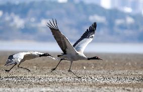 CHINA-GUIZHOU-WEINING-CAOHAI NATIONAL NATURE RESERVE-MIGRANT BIRDS (CN)