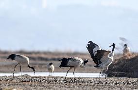 CHINA-GUIZHOU-WEINING-CAOHAI NATIONAL NATURE RESERVE-MIGRANT BIRDS (CN)