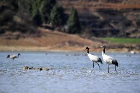 CHINA-GUIZHOU-WEINING-CAOHAI NATIONAL NATURE RESERVE-MIGRANT BIRDS (CN)