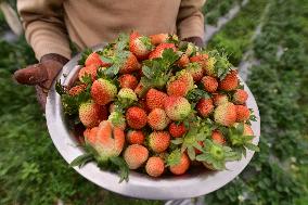 INDIA-ASSAM-GOLAGHAT-STRAWBERRY-HARVEST