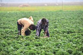 INDIA-ASSAM-GOLAGHAT-STRAWBERRY-HARVEST