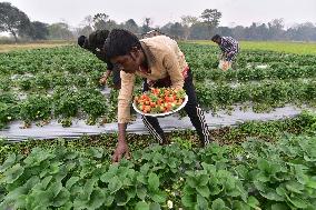 INDIA-ASSAM-GOLAGHAT-STRAWBERRY-HARVEST