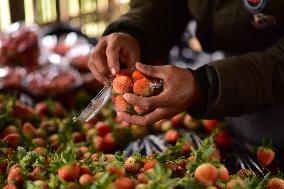 INDIA-ASSAM-GOLAGHAT-STRAWBERRY-HARVEST