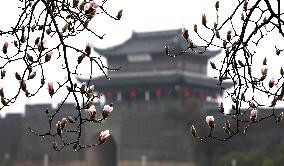 #CHINA-SPRING-BLOSSOMS-SCENERY (CN)