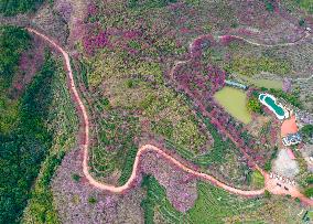 #CHINA-SPRING-BLOSSOMS-SCENERY (CN)