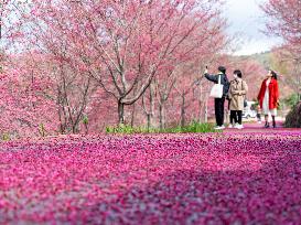 #CHINA-SPRING-BLOSSOMS-SCENERY (CN)