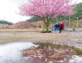 #CHINA-SPRING-BLOSSOMS-SCENERY (CN)