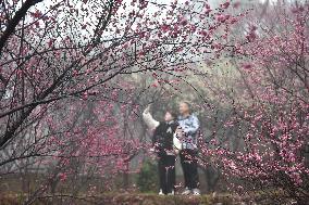 #CHINA-SPRING-BLOSSOMS-SCENERY (CN)