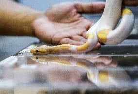 THE PHILIPPINES-PASAY CITY-ANIMAL CONVENTION 2023