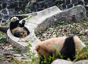 CHINA-SICHUAN-CHENGDU-GIANT PANDAS (CN)
