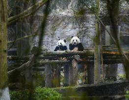 CHINA-SICHUAN-CHENGDU-GIANT PANDAS (CN)