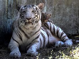 INDIA-BHOPAL-WHITE TIGRESS-CUB