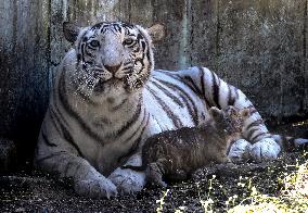 INDIA-BHOPAL-WHITE TIGRESS-CUB