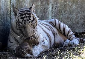 INDIA-BHOPAL-WHITE TIGRESS-CUB