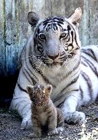 INDIA-BHOPAL-WHITE TIGRESS-CUB