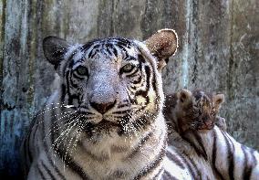 INDIA-BHOPAL-WHITE TIGRESS-CUB