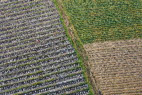 #CHINA-SPRING-FARMING (CN)