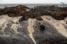 SOUTH AFRICA-CAPE TOWN-DUIKER-SEAL-WATCHING