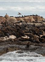 SOUTH AFRICA-CAPE TOWN-DUIKER-SEAL-WATCHING