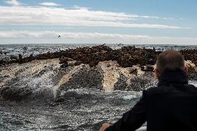 SOUTH AFRICA-CAPE TOWN-DUIKER-SEAL-WATCHING