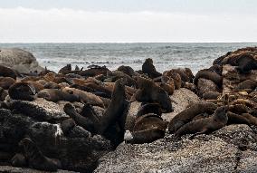 SOUTH AFRICA-CAPE TOWN-DUIKER-SEAL-WATCHING