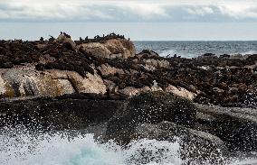 SOUTH AFRICA-CAPE TOWN-DUIKER-SEAL-WATCHING