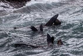 SOUTH AFRICA-CAPE TOWN-DUIKER-SEAL-WATCHING