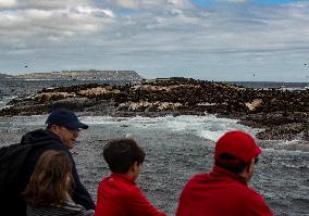 SOUTH AFRICA-CAPE TOWN-DUIKER-SEAL-WATCHING