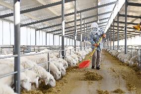 CHINA-GANSU-GULANG-CATTLE-SHEEP-BREEDING INDUSTRY (CN)