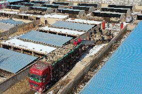 CHINA-GANSU-GULANG-CATTLE-SHEEP-BREEDING INDUSTRY (CN)