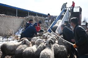 CHINA-GANSU-GULANG-CATTLE-SHEEP-BREEDING INDUSTRY (CN)