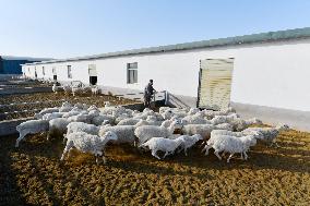 CHINA-GANSU-GULANG-CATTLE-SHEEP-BREEDING INDUSTRY (CN)