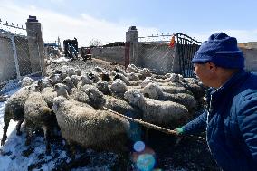 CHINA-GANSU-GULANG-CATTLE-SHEEP-BREEDING INDUSTRY (CN)