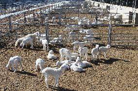 CHINA-GANSU-GULANG-CATTLE-SHEEP-BREEDING INDUSTRY (CN)