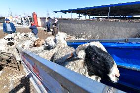 CHINA-GANSU-GULANG-CATTLE-SHEEP-BREEDING INDUSTRY (CN)