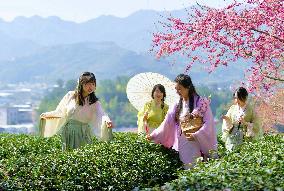 CHINA-FUJIAN-ZHANGPING-CHERRY BLOSSOMS (CN)