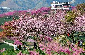 CHINA-FUJIAN-ZHANGPING-CHERRY BLOSSOMS (CN)