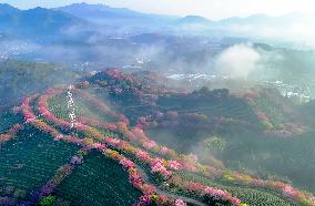 CHINA-FUJIAN-ZHANGPING-CHERRY BLOSSOMS (CN)