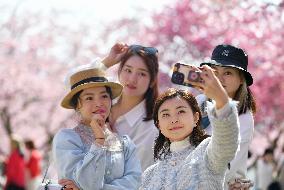 CHINA-FUJIAN-ZHANGPING-CHERRY BLOSSOMS (CN)