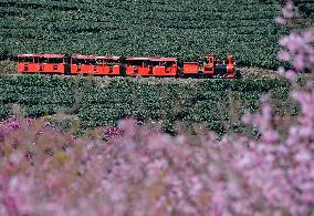 CHINA-FUJIAN-ZHANGPING-CHERRY BLOSSOMS (CN)